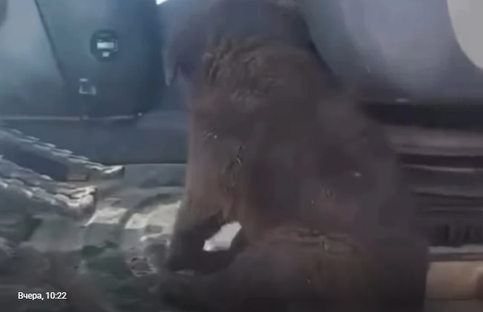 Трогательное видео: Экскаваторщик на трассе спас щенка с переломом